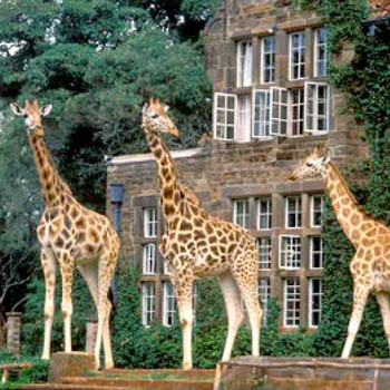Image of The Giraffe Manor